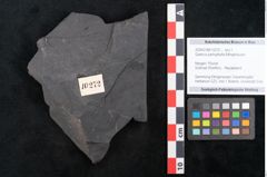 Foto (Objekt + Etikett) von Quercus pachyphylla Ettingshausen (NHMW-GEO-2024-0188-10272)